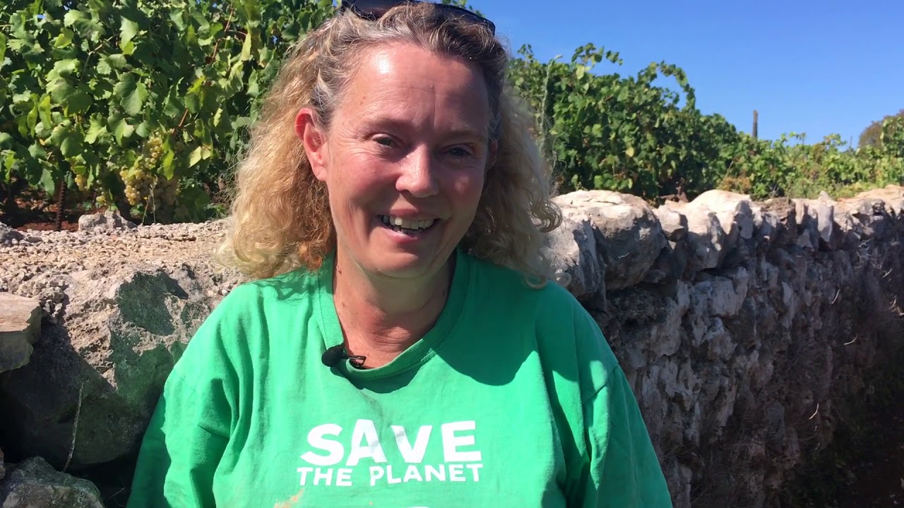 Making wine & Plavac Mali on Hvar island, Croatia: Jo Ahearne interview
