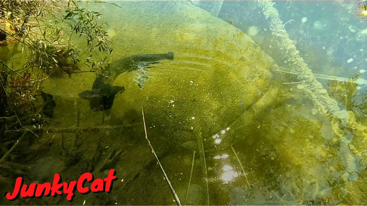 Silure en surface Whopper Flipper #JunkyCat