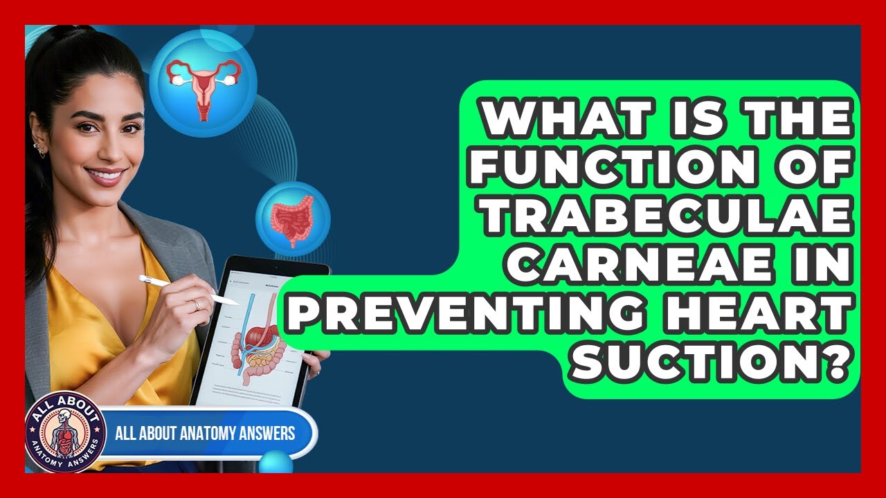 What Is The Function Of Trabeculae Carneae In Preventing Heart Suction? - All About Anatomy Answers