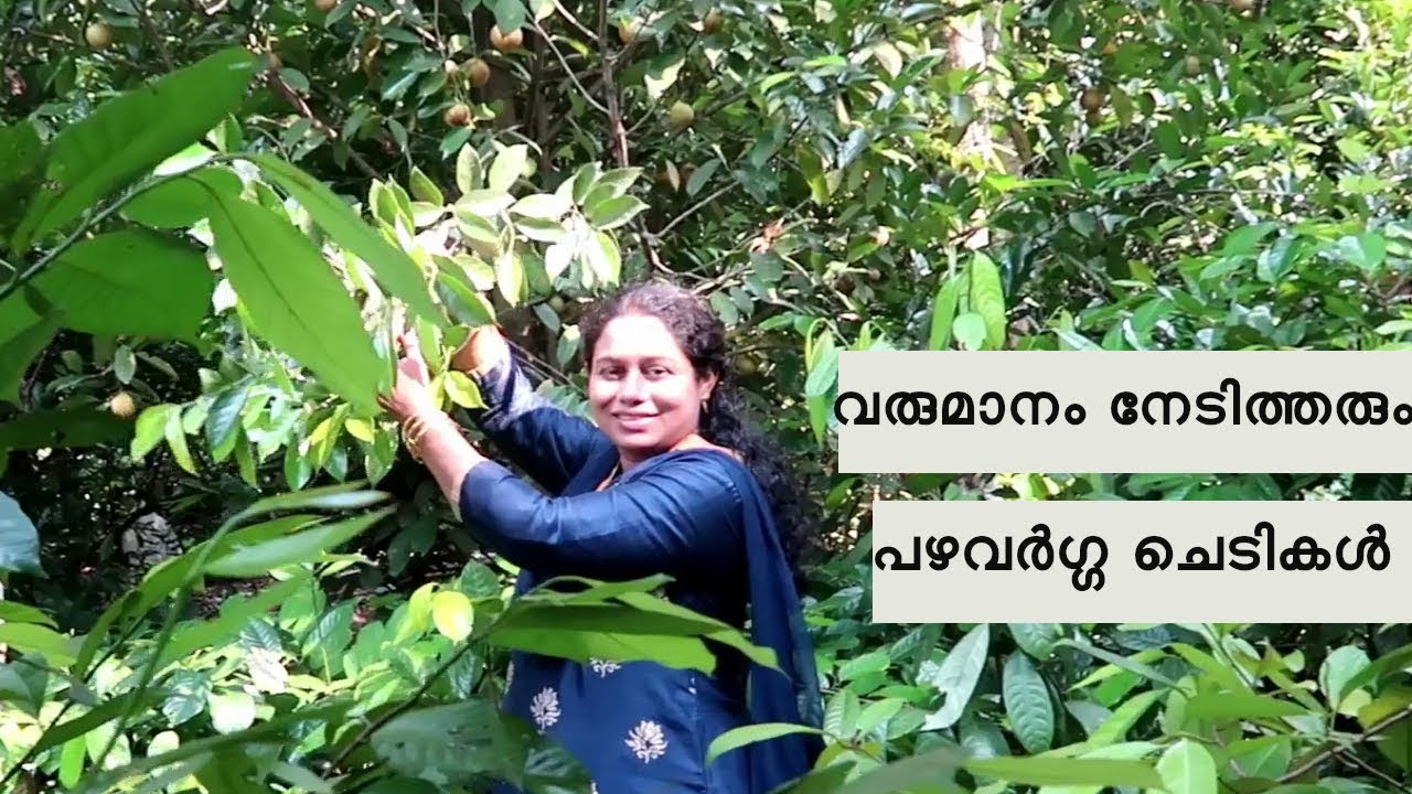 വിവിധയിനം ഫലവൃക്ഷങ്ങളെ പരിചയപ്പെടാം  Kayathumkara Nursery Angamaly