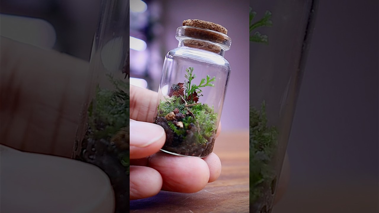 Let&rsquo;s make a Tiny Terrarium 🌱