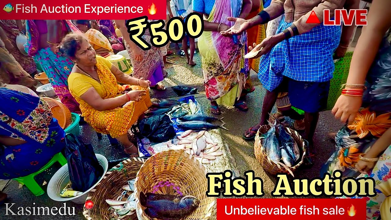 Fish Auction & Kasimedu Biggest Fish Market 🐟🔥மீன் ஏலம் #chennai #boatlife #fishing #explore #india