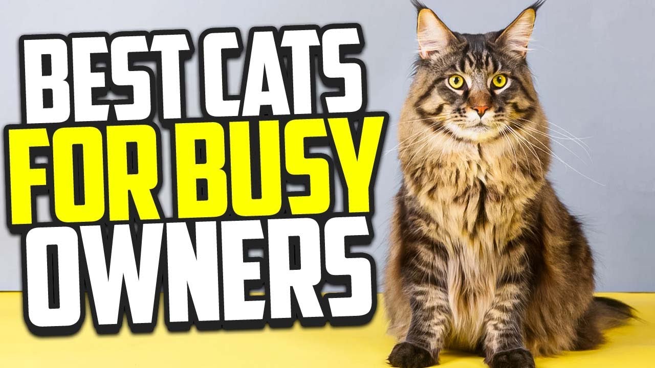 Low Maintenance Cats For Busy Owners #cats #cat #catbreeds #catbreed #catlover #catlovers #pets