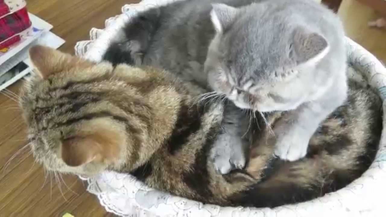 フミフミする子猫☆パタリロたん♪