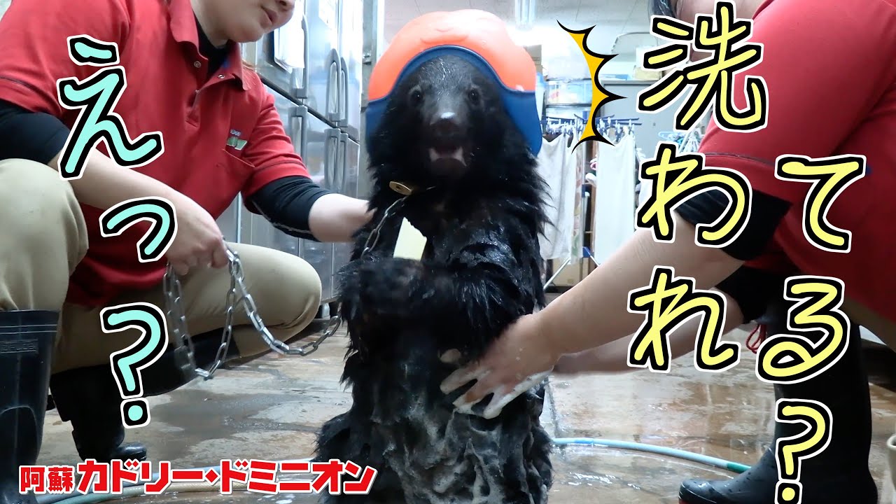 はじめてのシャンプーが芋食べてたらいつの間にかはじまってた熊の反応w