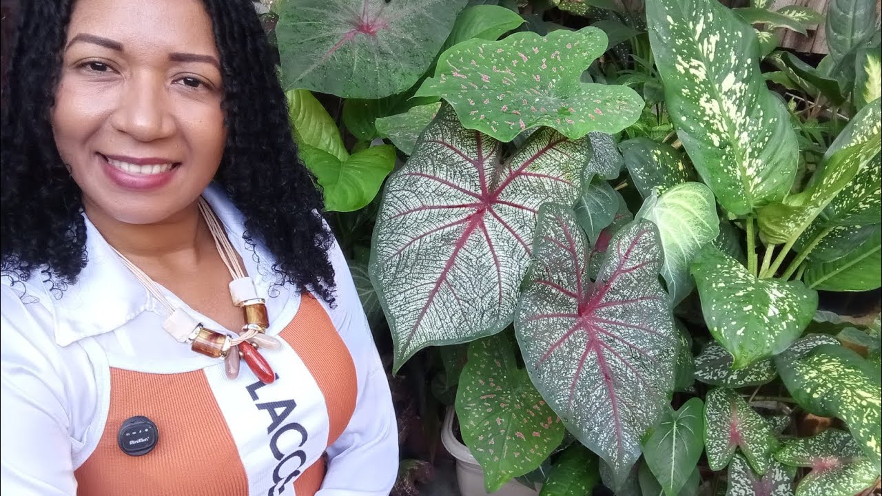 #caladium ou tinhorão 🪴❤️💚venham ver comigo os meus do meu #jardim 🪴