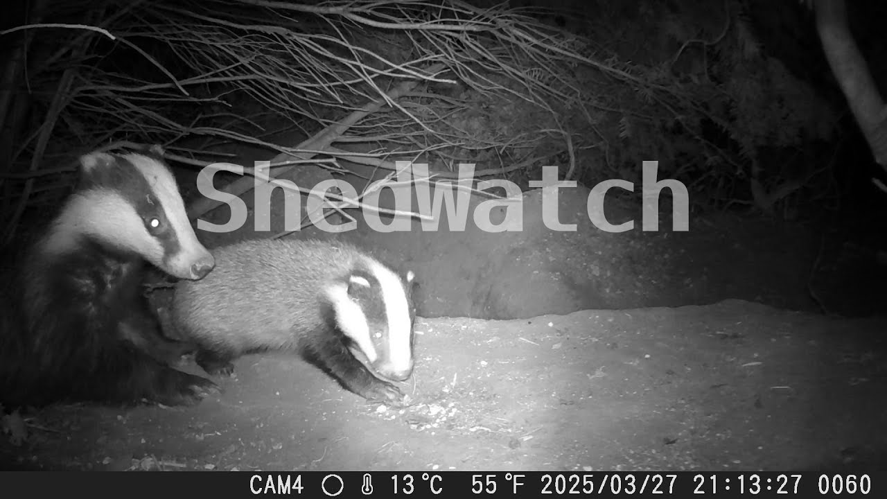 Baby badger learns to walk
