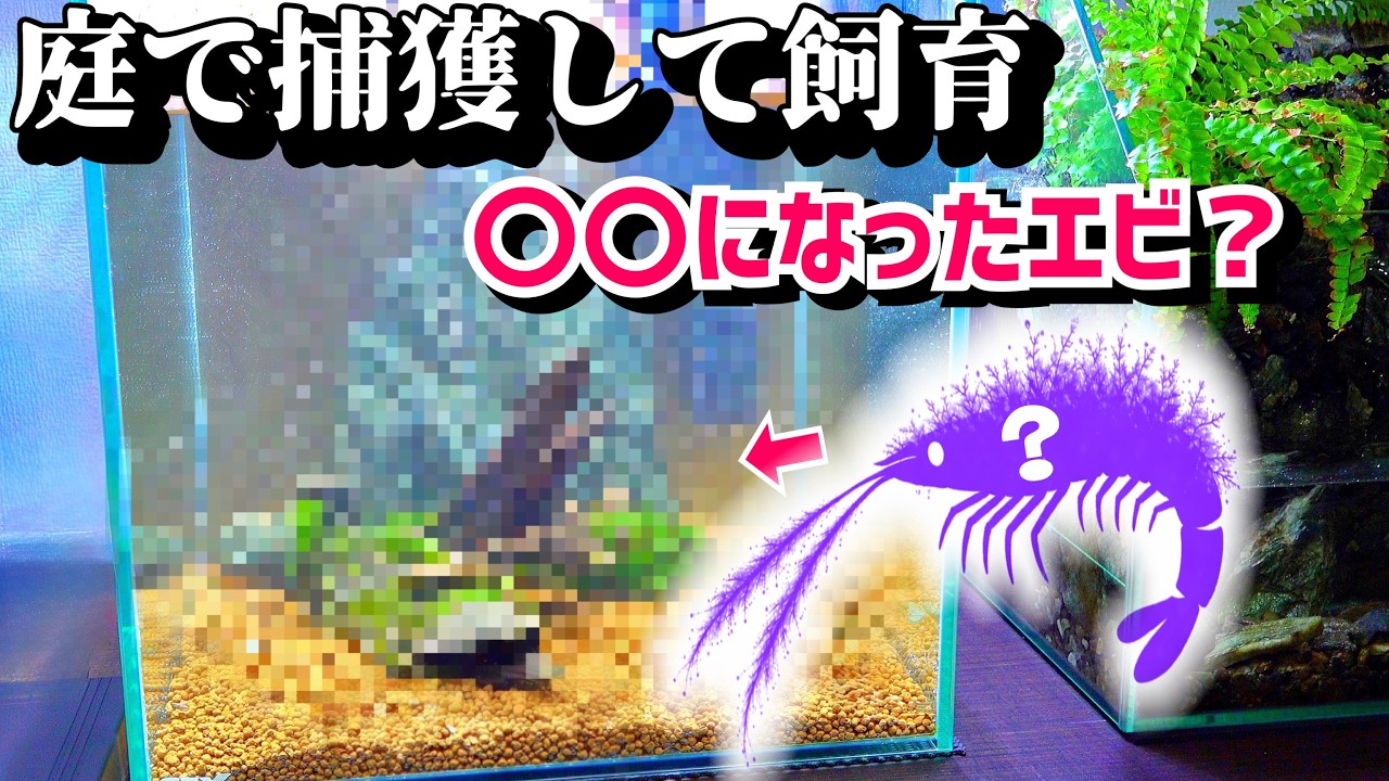 庭水路で捕まえた変わった姿のエビ&hellip;飼育水槽を立ち上げる！
