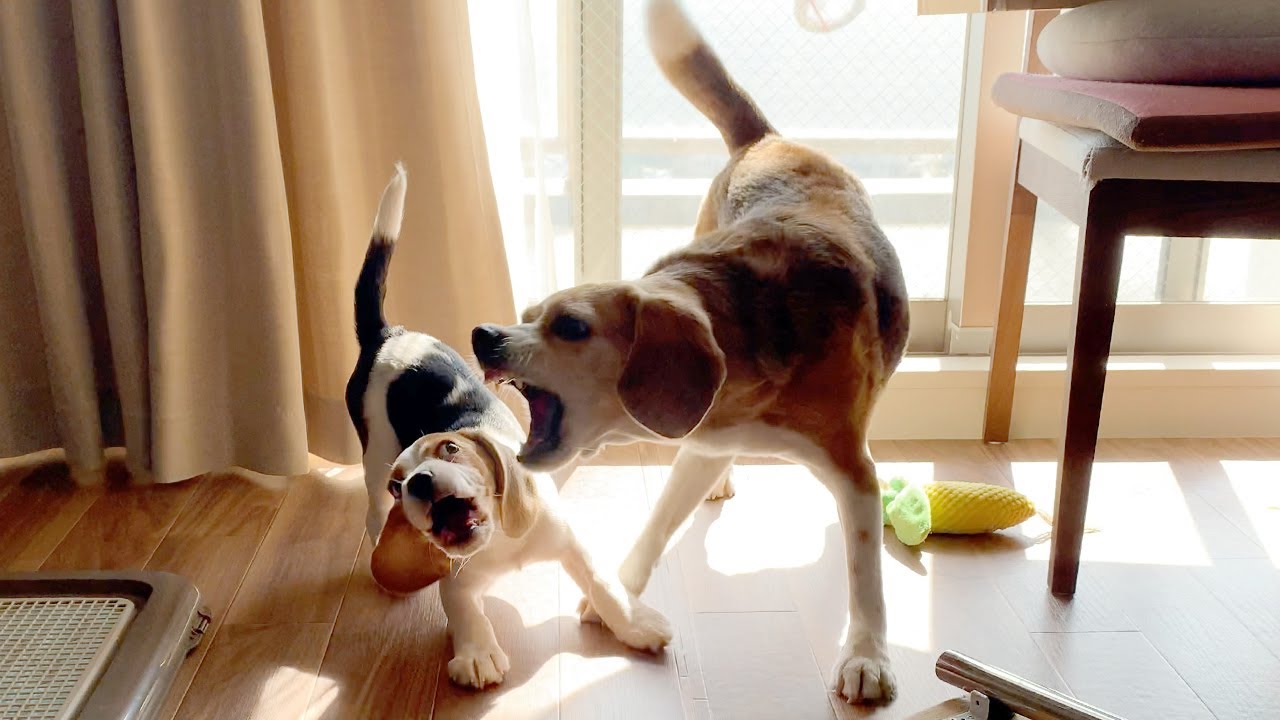 【ワンプロ】喧嘩？遊び？ついに堪忍袋の緒が切れた先住犬【ビーグル多頭飼い】Beagle Puppy
