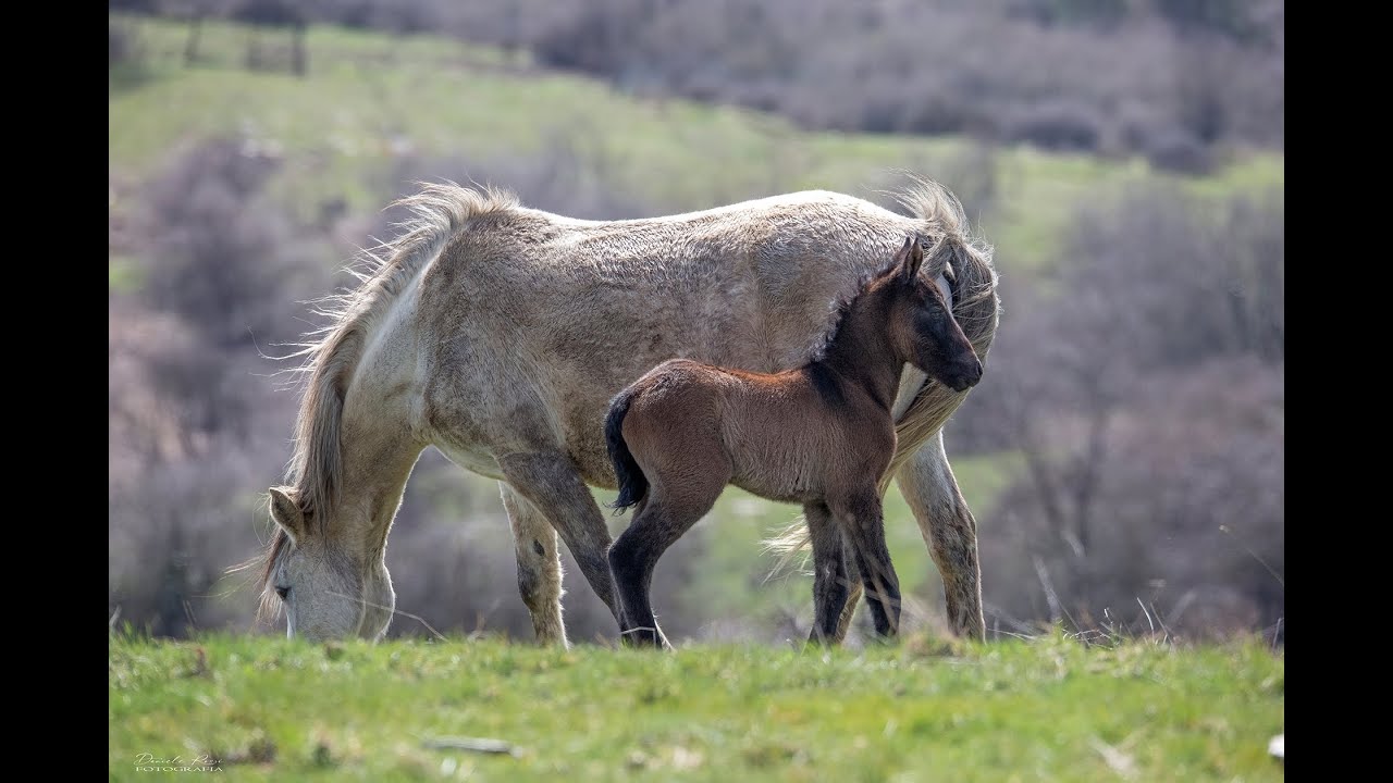 RDVideo - Cavalli selvaggi della Calvana - Prima nascita Marzo 2025