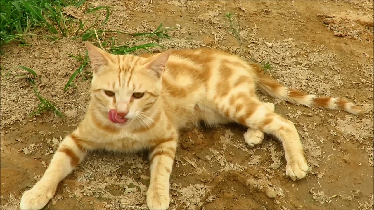 اول محمية عربية للقط الرملي  صغير ولكن قوي  SAND CATS