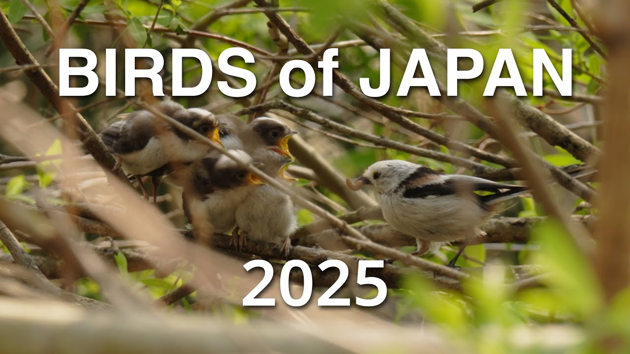 Birds of Japan that I encountered in 2025 | 2025年に出会った日本の野鳥 | Natural sounds 自然音