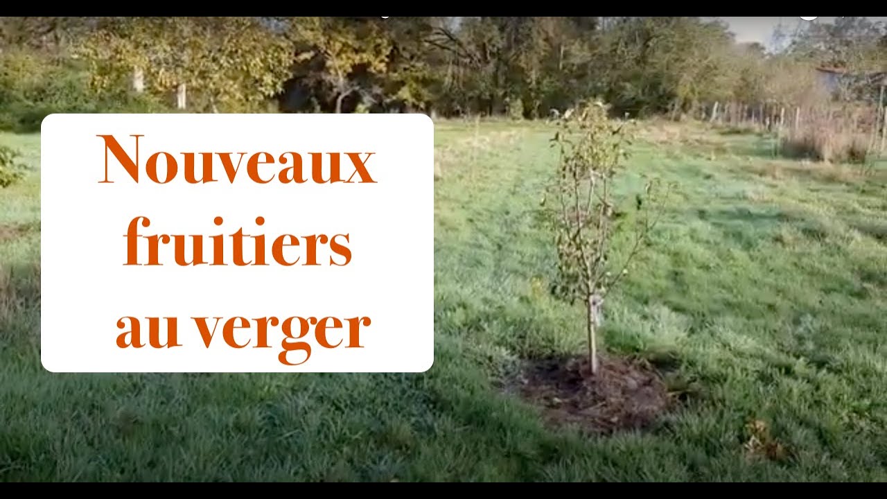 Plantation de nouveaux fruitiers au verger
