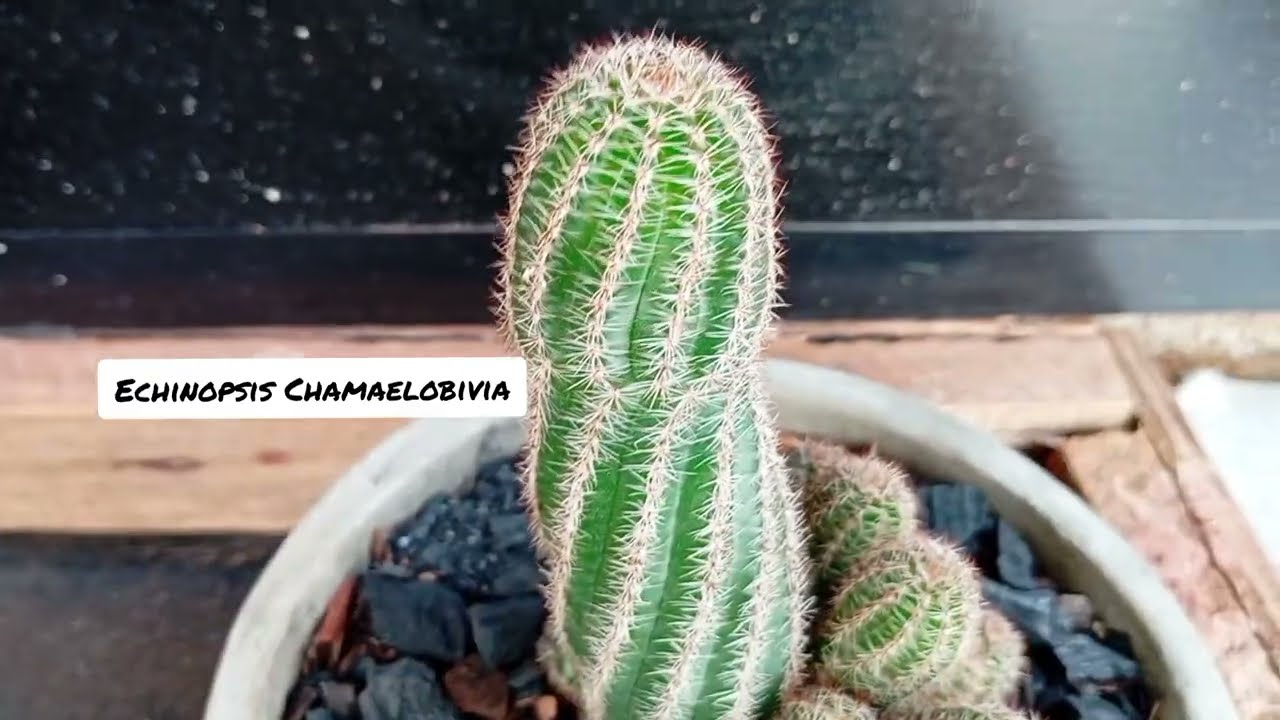 Alguns Cactos para Identificação 🌵