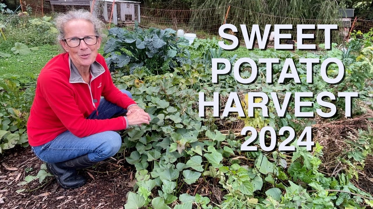 Sweet Potato Harvest 2024 - Are the Rats At It Again!!?