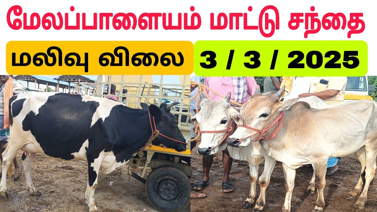 3 / 3 / 2025 / மேலப்பாளையம் மாட்டு சந்தை / விலை குறைவு #மாடு #மாட்டுசந்தை #cow #cowmarket2025 #cows
