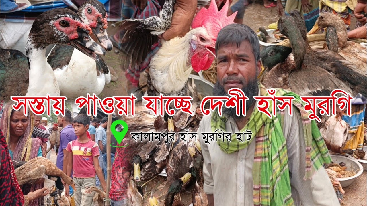এ সপ্তাহে হাঁস-মুরগির দাম অনেক কম যাচ্ছে কামলামপুর হাট | গ্রামীণ হাট | Rezaul's dream vlogs 