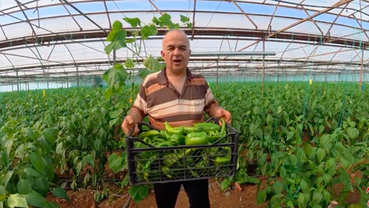 Sera da Kapya Ger&ccedil;ekten Kazandırıyor mu? | Kapya Biber Bakımı