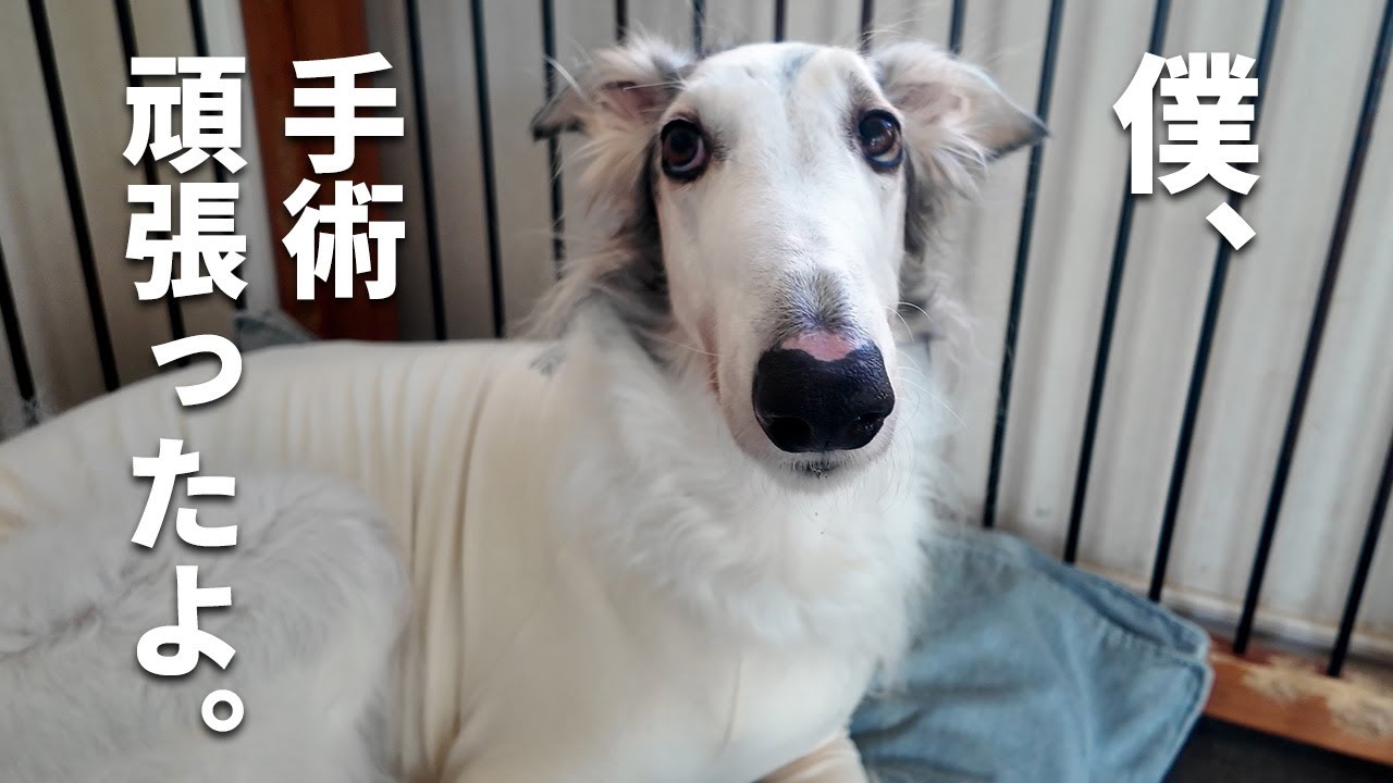 【手術】ソーンが乳び胸の治療で内視鏡手術を受けてきました。