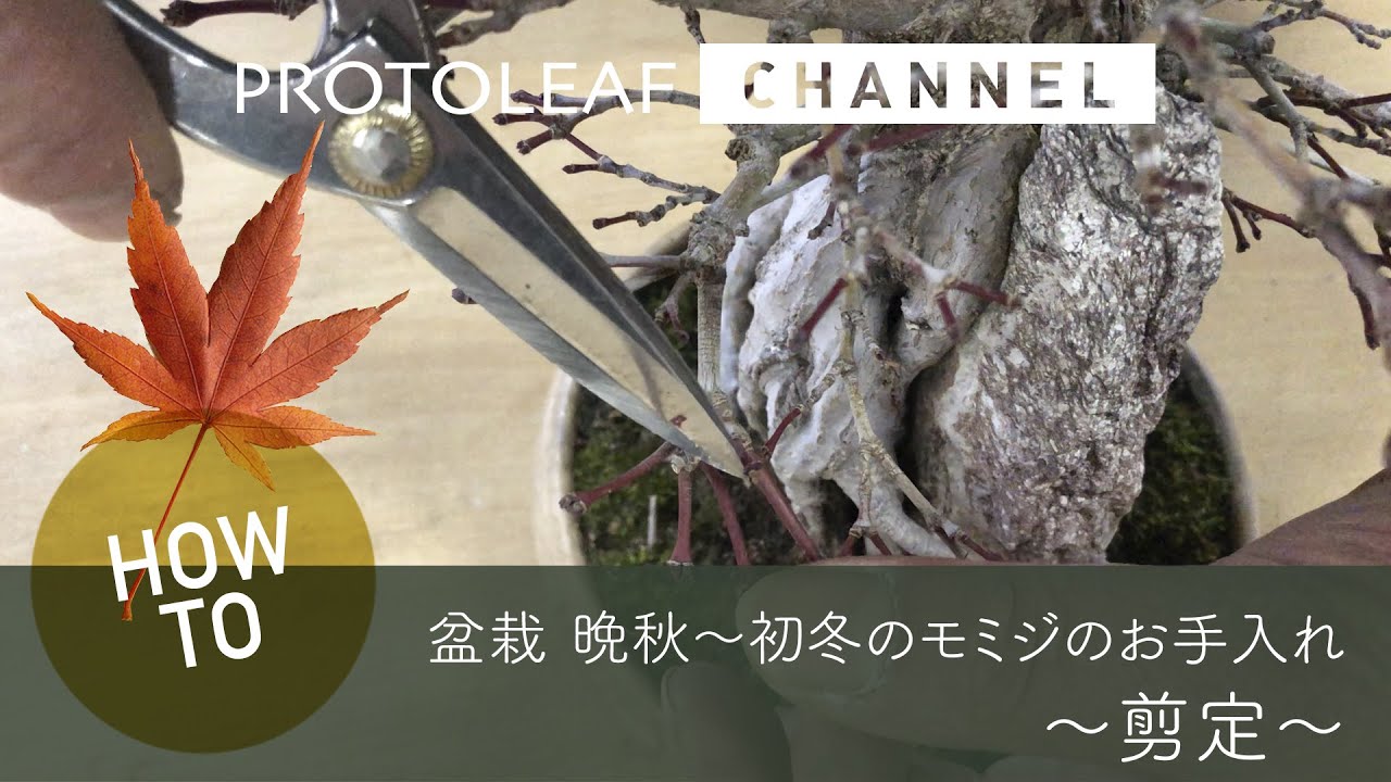 【ガーデニング】盆栽 晩秋から初冬のモミジのお手入れ　剪定【Acer palmatum】