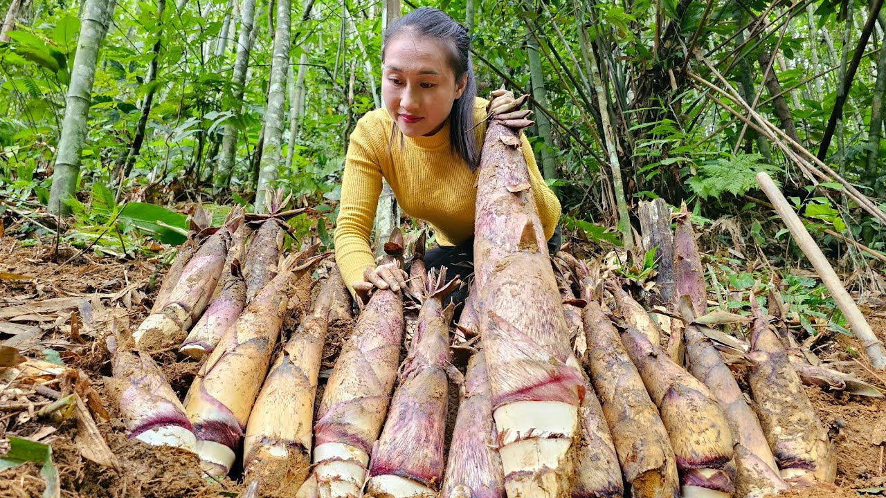 Harvesting bamboo shoots goes to the market sell - Take care of ducks, geese & pigs | Ly Thi Tam