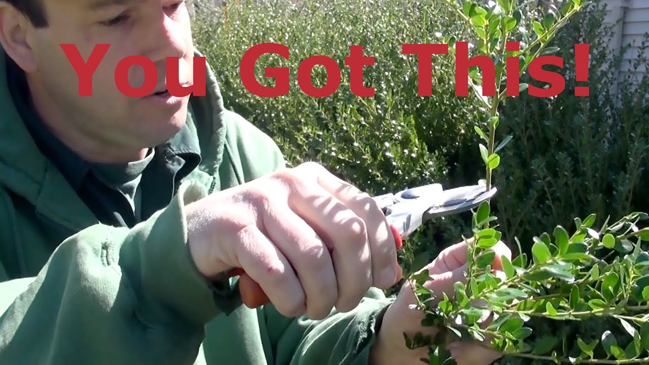 Prune Japanese Holly (Ilex crenata) Selectively V2.0