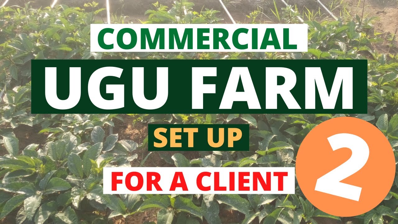 COMMERCIAL UGU FARM SETUP PART 2/ Lucrative ugu business/ ugu farming/ ugwu pods/ ugu in Nigeria