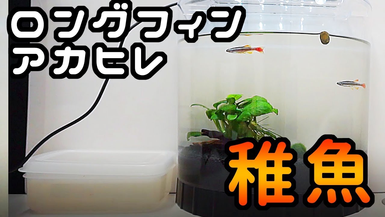 アカヒレ稚魚も飼育【ブリブリ産卵】