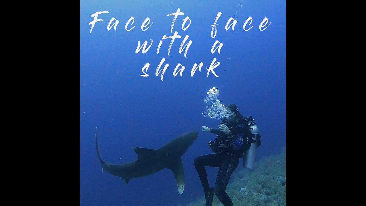 Longimanus shark diving: Avoid a shark attack at Elphinstone Reef, Egypt