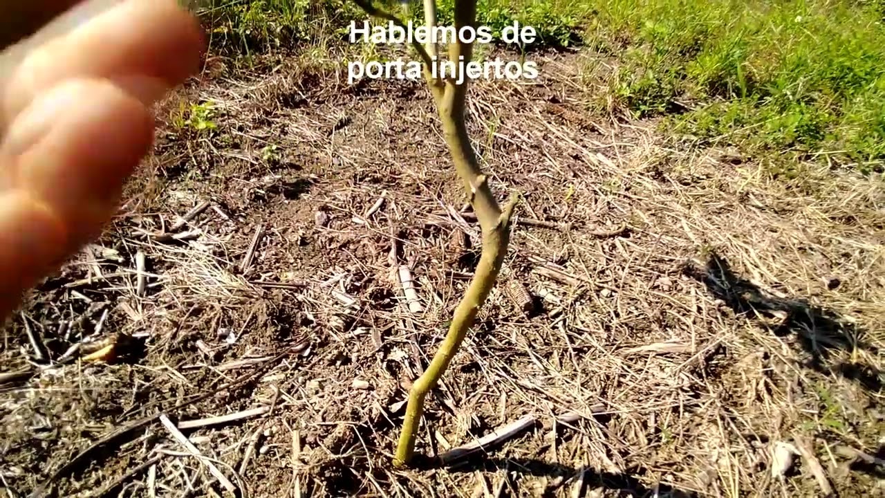 hablemos de porta injertos en cítricos