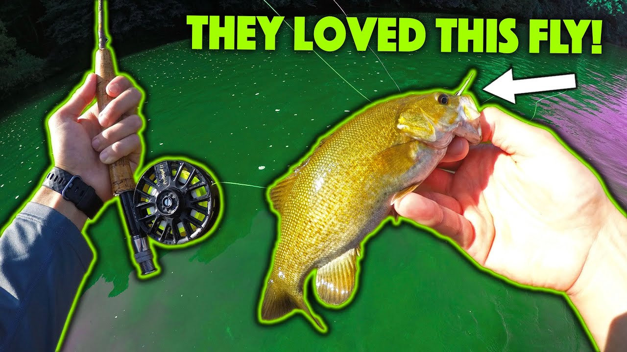 Fly Fishing For River Smallmouth Bass!