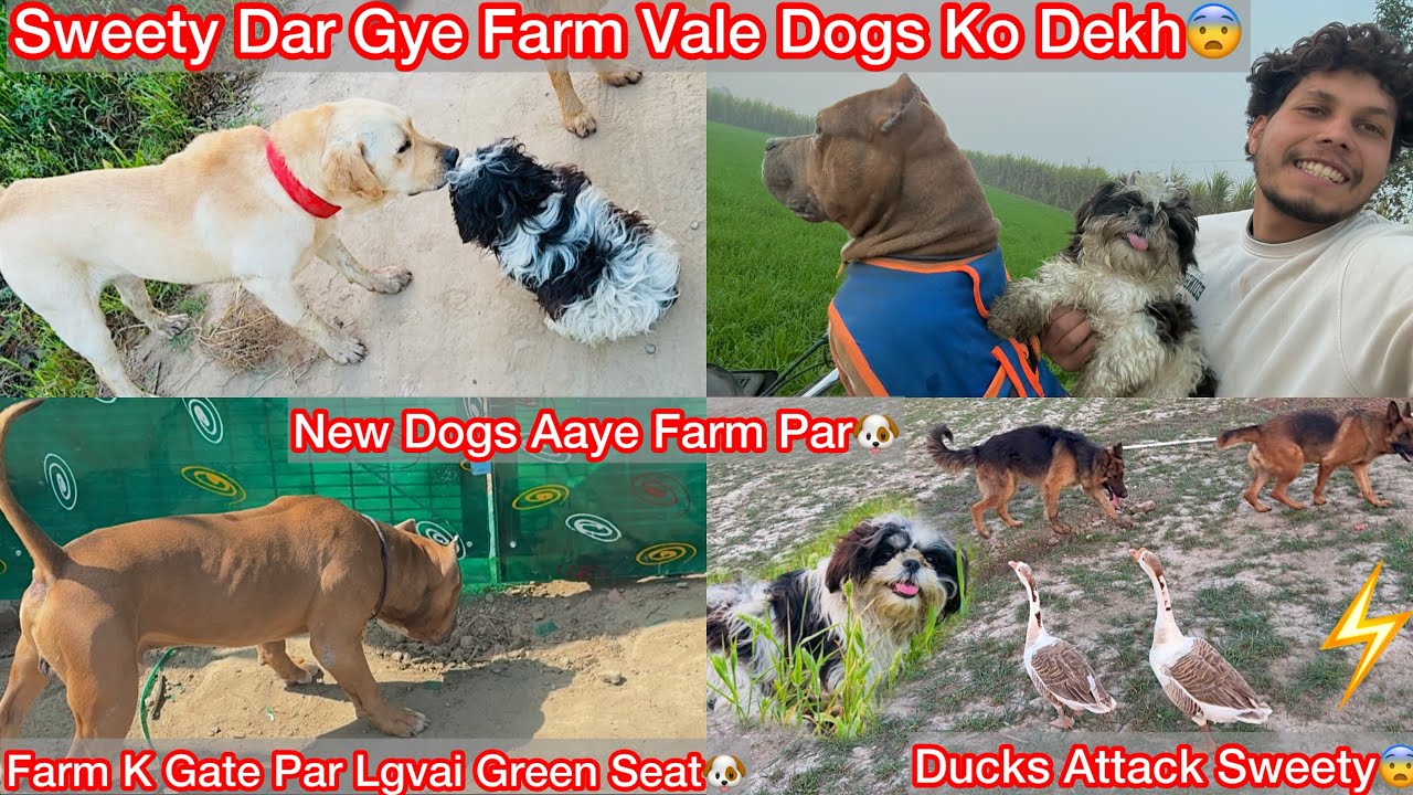 Sweety Ko Farm Vale Dogs Se Milvya🐶|| Farm Par 2 New Dogs Aaye😍|| Ducks N Sweety Par Hamla Kiya😰
