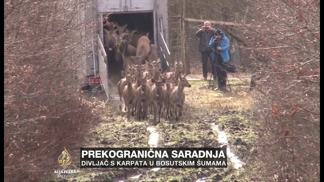 Divljač s Karpata u Bosutskim šumama