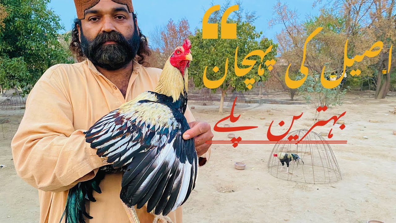 Perfect Aseel Murghay Kay Pallay Kesay Hotay Hen