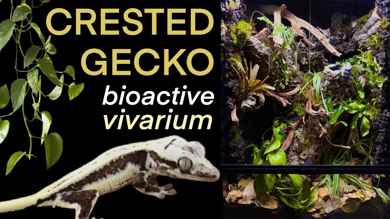 Building a GIANT crested gecko bioactive vivarium