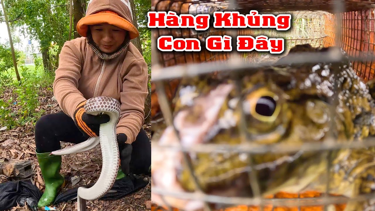 Cuối Cùng Củng Bắt Được Nó 