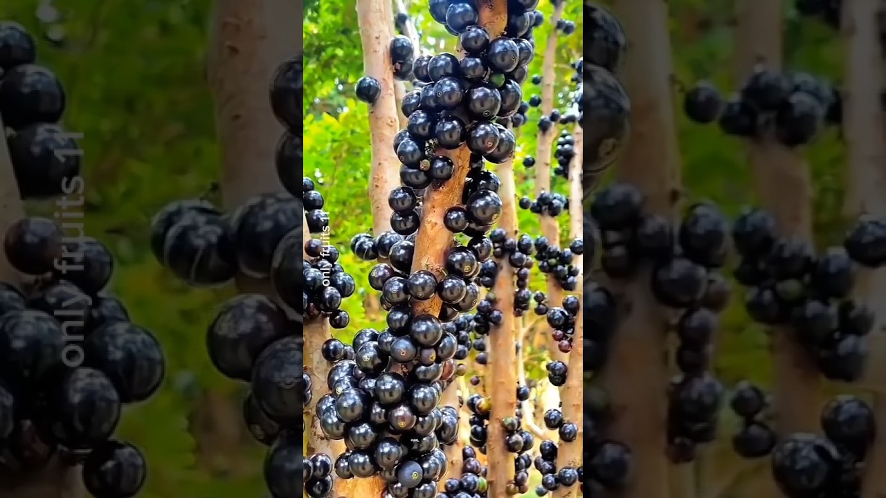 Wonderful fruits that bring relaxation 35 #satisfying #nature #fruit #farming #vegetables #foryou🍋🥭