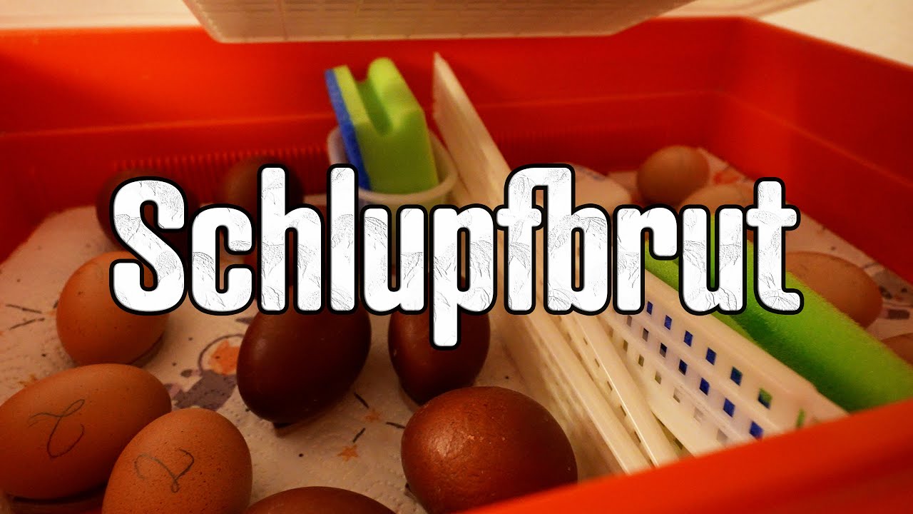 H&uuml;hner K&uuml;ken Kunstbrut Umbau zum Schlupfbr&uuml;ter