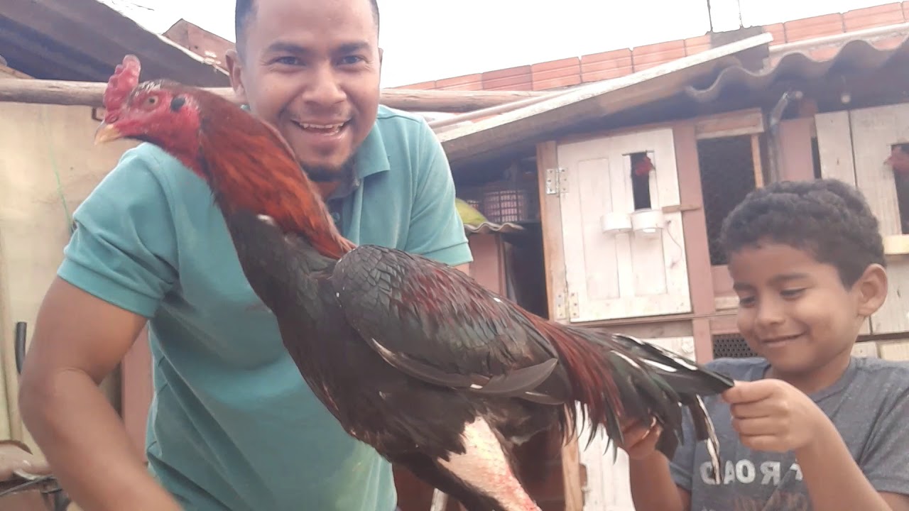 Apresentando minhas aves