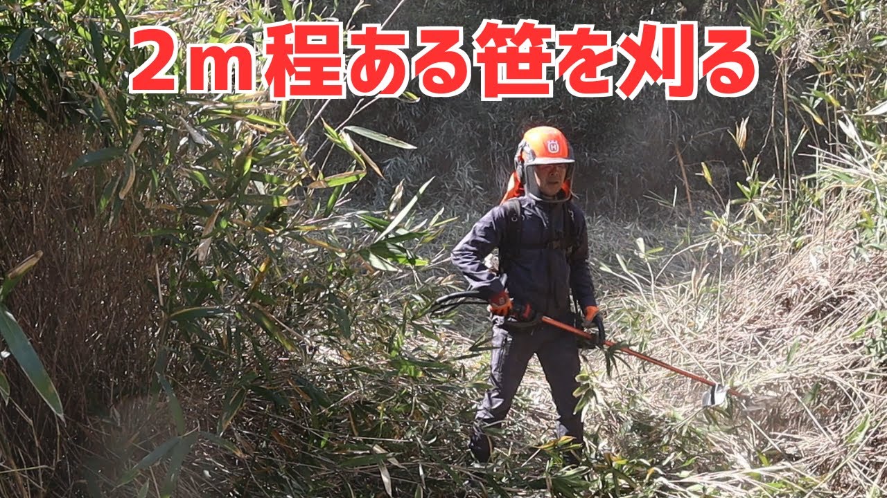 2ｍもある笹を刈って田んぼの輪郭を確認する