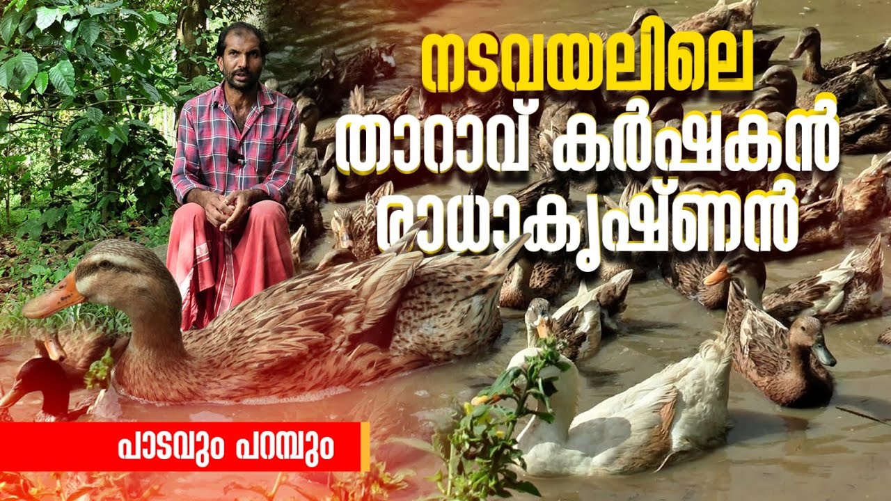 ആറ് മുട്ട വിരിയിച്ചു... ഇന്ന് നൂറ് താറാവിന് ഉടമ | DUCK FARMER IN KERALA | WAYANAD | NADAVAYAL |