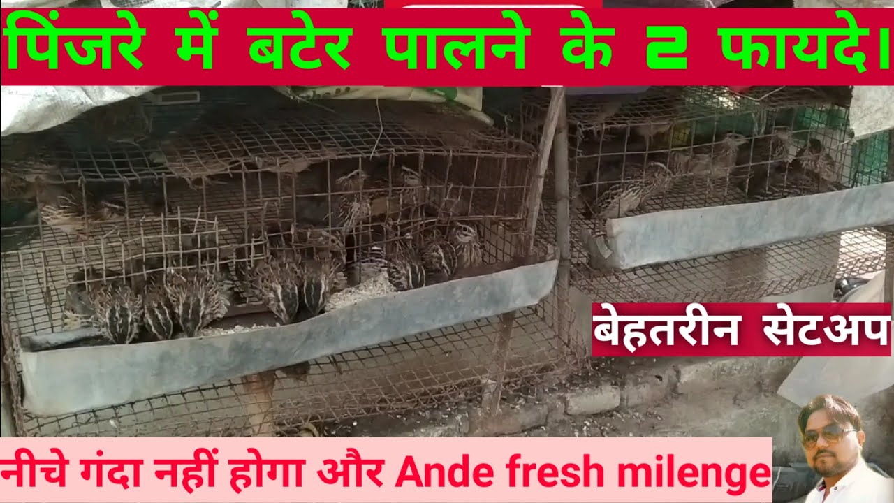 quail farm in India // बैकयार्ड कोयल फार्मिंग बेस्ट बिज़नेस // बटेर पालन में अच्छी कमाई।
