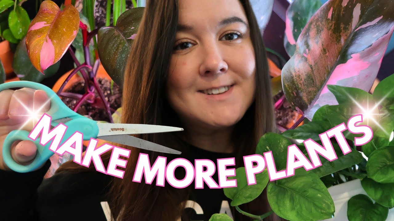 How To Propagate a Philodendron Pink Princess | Water & Perlite Propagation
