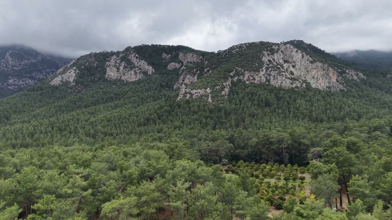 Forest in Antalya