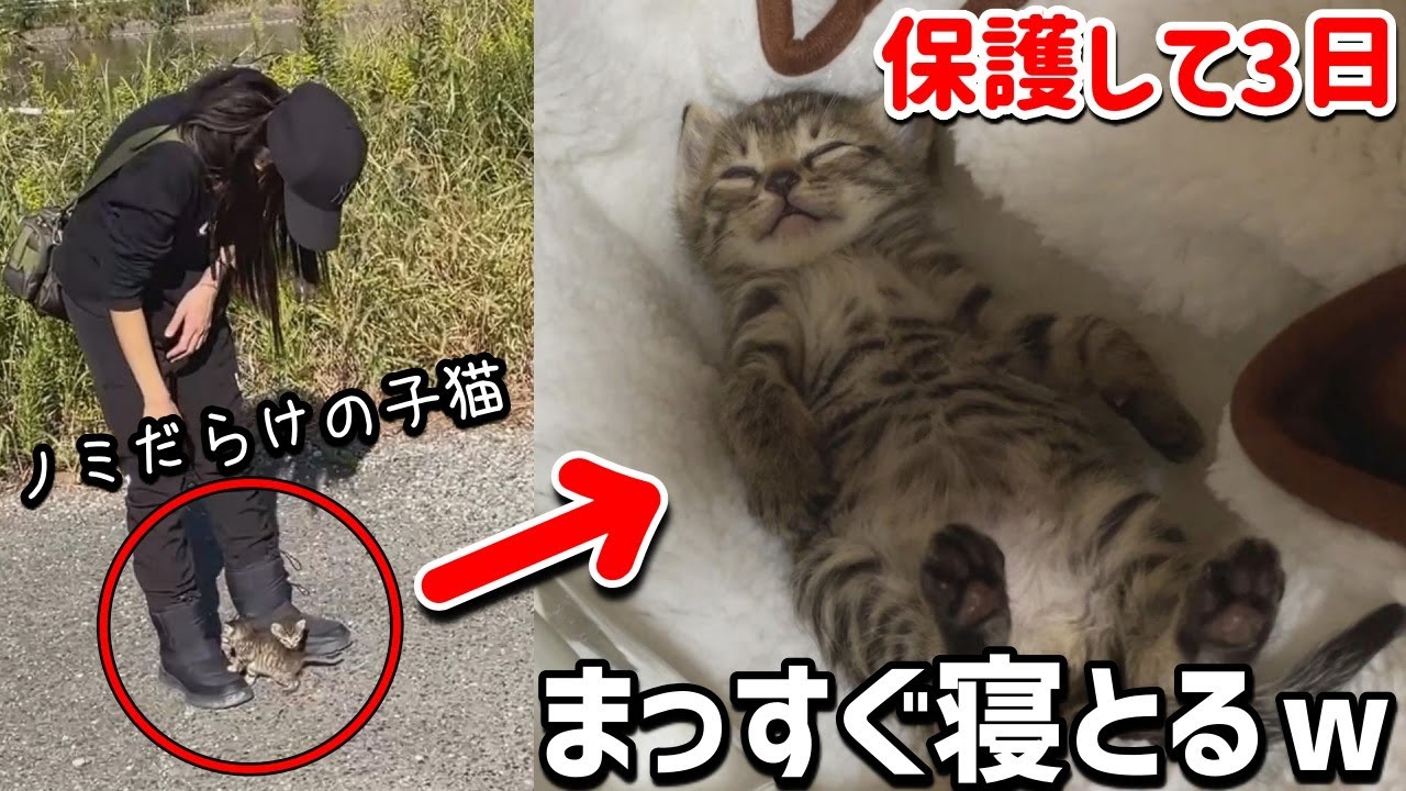 スマホより小さい子猫２匹が池に捨てられてたので連れて帰ってみた【#テオナナ日記】