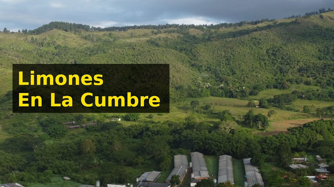 Descubre cómo se Cultivan Limones en la Montaña Libres de Enfermedades