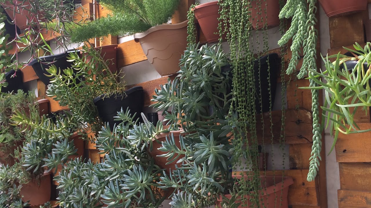 JARDIM VERTICAL - PLANTAS E SUCULENTAS NO PALETE
