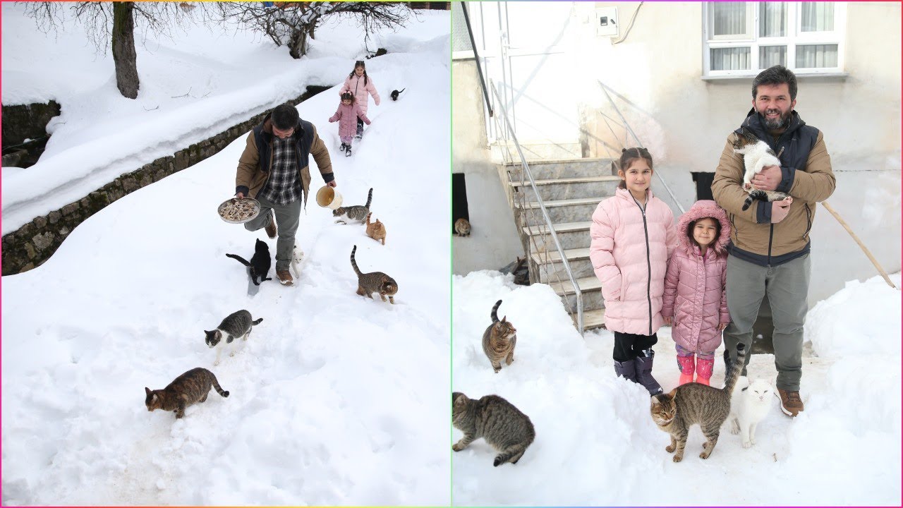 İŞTE O KEDİLERİ VİRAL EDEN İMAM: Karları yara yara gelen kedileri besleyen imam #cat #cats #kediler