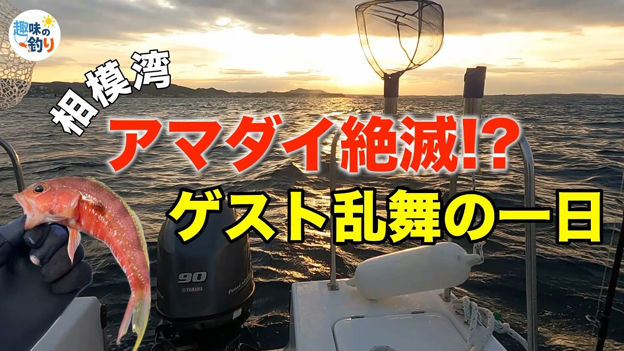 相模湾のアマダイ絶滅!? ゲスト乱舞で、出るか本命！
