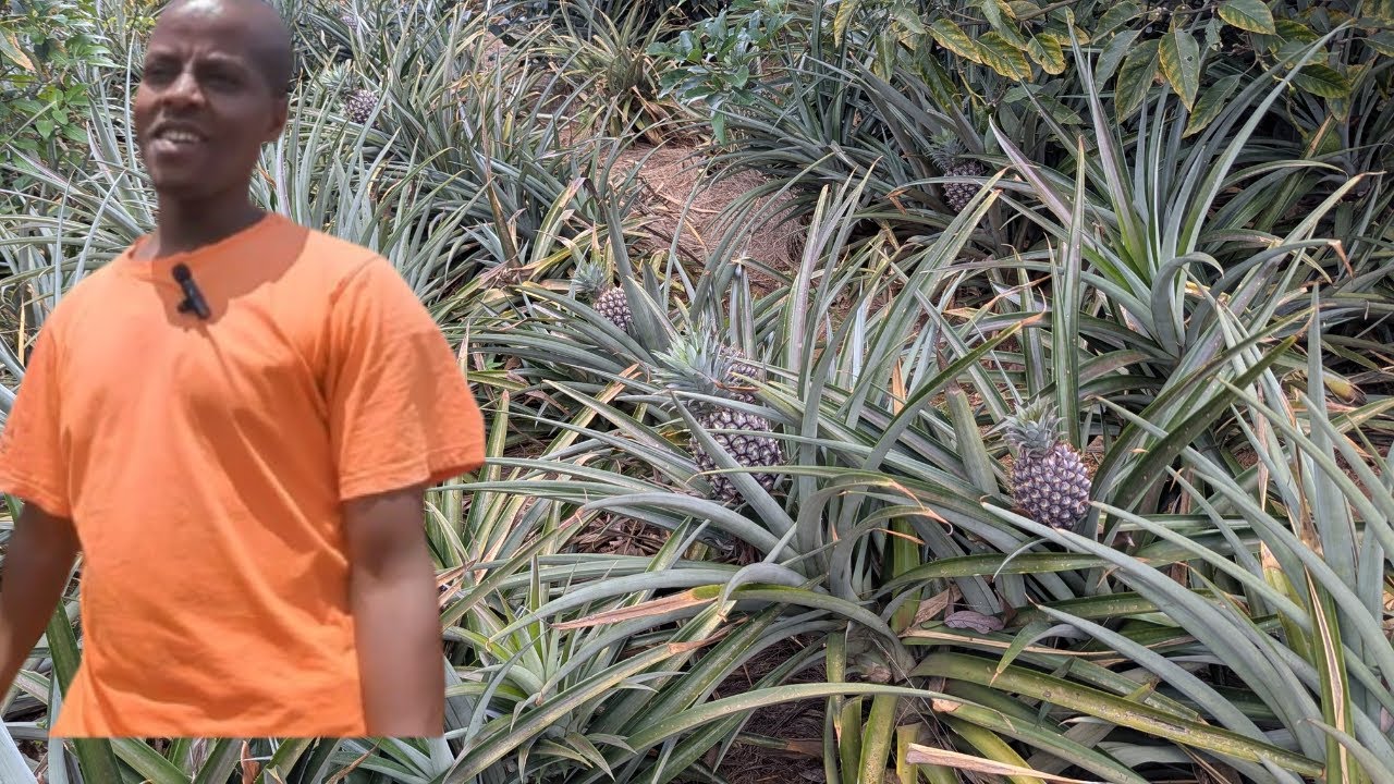 NTIWABYEMERA! 🍍 Inanasi Ipima 3Kg – Yatangiye n’100 None Afite 5,000! Uko Yinjiza Miliyoni